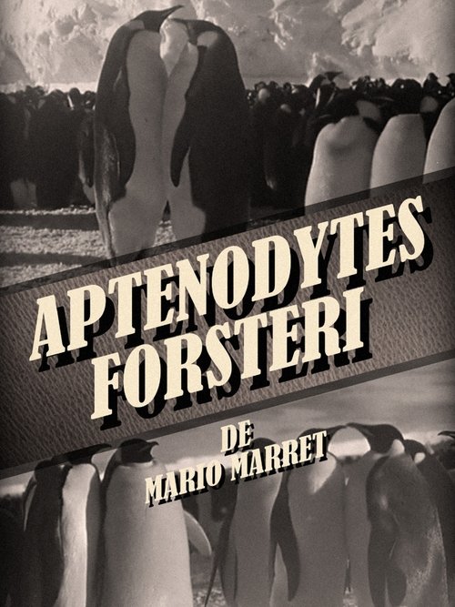 Affiche Aptenodytes Forsteri