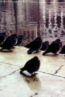 Affiche Une ville de la mer ou comment survivre à Venise