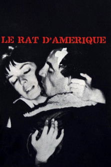 Affiche Le Rat d'Amérique