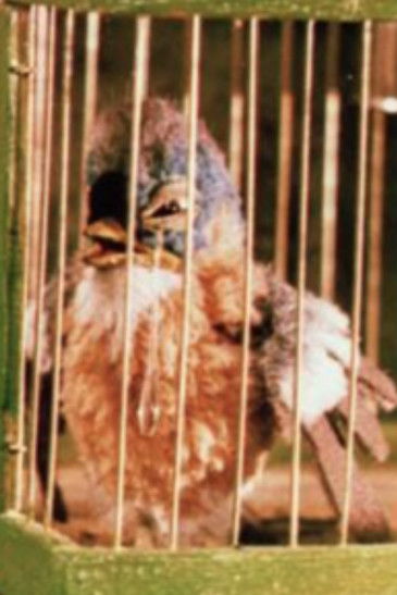 Affiche Gazouilli, petit oiseau